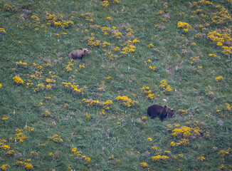 Nature walk observing brown bears, in various postures, and storks with their young in their nests