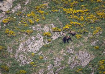 Nature walk observing brown bears, in various postures, and storks with their young in their nests