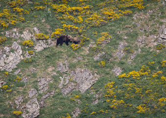 Nature walk observing brown bears, in various postures, and storks with their young in their nests