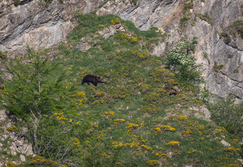 Nature walk observing brown bears, in various postures, and storks with their young in their nests
