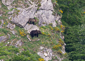 Nature walk observing brown bears, in various postures, and storks with their young in their nests