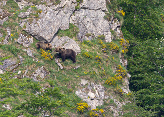 Nature walk observing brown bears, in various postures, and storks with their young in their nests