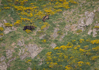 Nature walk observing brown bears, in various postures, and storks with their young in their nests