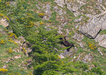 Nature walk observing brown bears, in various postures, and storks with their young in their nests