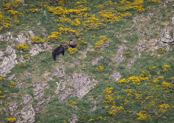 Nature walk observing brown bears, in various postures, and storks with their young in their nests