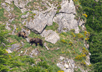Nature walk observing brown bears, in various postures, and storks with their young in their nests