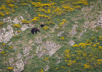 Nature walk observing brown bears, in various postures, and storks with their young in their nests