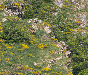 Nature walk observing brown bears, in various postures, and storks with their young in their nests