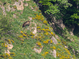 Nature walk observing brown bears, in various postures, and storks with their young in their nests