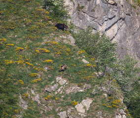 Nature walk observing brown bears, in various postures, and storks with their young in their nests