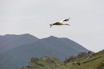 Nature walk observing brown bears, in various postures, and storks with their young in their nests