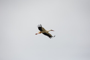 Nature walk observing brown bears, in various postures, and storks with their young in their nests