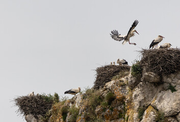 Nature walk observing brown bears, in various postures, and storks with their young in their nests
