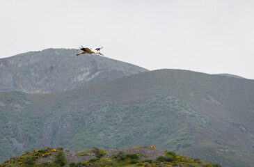Nature walk observing brown bears, in various postures, and storks with their young in their nests