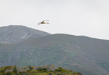 Nature walk observing brown bears, in various postures, and storks with their young in their nests