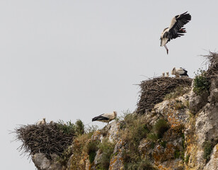 Nature walk observing brown bears, in various postures, and storks with their young in their nests
