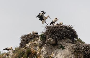 Nature walk observing brown bears, in various postures, and storks with their young in their nests