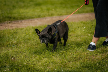 A black French Bulldog on a leash is being walked on green grass, accompanied by a person in black clothing and sneakers, partially visible.