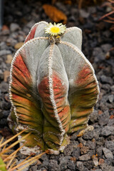 autumn leaf on the ground