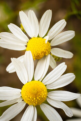 Close-up of two blooming daisy flowers with white petals and yellow centers. The image shows detailed textures and natural colors, captured in outdoor lighting with a soft, blurred background.