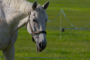 Lush green pastures host a herd of horses grazing peacefully under bright skies, evoking a sense of tranquil, natural beauty.