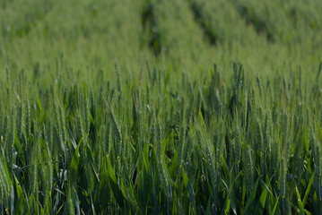 A verdant field of young wheat stretches endlessly, capturing nature's growth and agricultural abundance in a fresh, vibrant green panorama