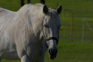 Fototapeta premium Lush green pastures host a herd of horses grazing peacefully under bright skies, evoking a sense of tranquil, natural beauty.