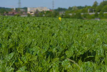 A sprawling field of vibrant green leafy vegetables, captured in a broad, lush composition, symbolizes agricultural abundance and natural growth