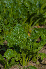 A sprawling field of vibrant green leafy vegetables, captured in a broad, lush composition, symbolizes agricultural abundance and natural growth