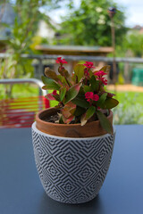 A vibrant Crown of Thorns plant in a stylish geometric pot adds a pop of color and texture to a modern patio setting, blending nature and design