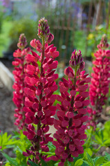 Obraz premium Vibrant crimson lupines stand tall in a garden, their striking spires of blooms adding dramatic color and vertical elegance to the summer landscape
