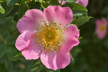 Obraz premium Rosehip flowers (Latin Rosa) bloom in the garden. Rosehip fruits (Latin Fructus Rosae) are medicinal plant raw materials.