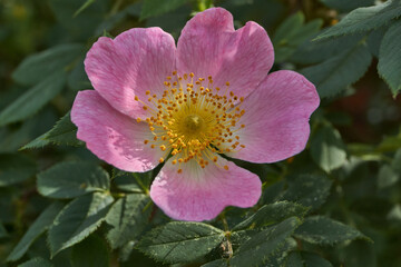 Rosehip flowers (Latin Rosa) bloom in the garden. Rosehip fruits (Latin Fructus Rosae) are medicinal plant raw materials.
