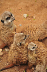 Meerkat family with offspring
