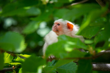 Silvery Marmoset Climbing in a Tree