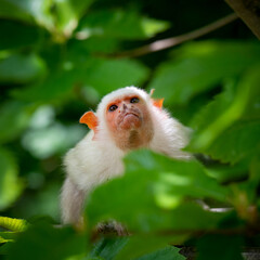 Silvery Marmoset Climbing in a Tree