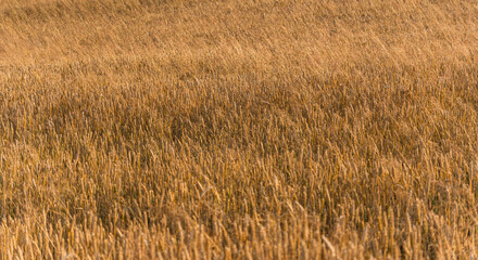 Agricultural landscape with a field covered with golden wheat during a cloudy day