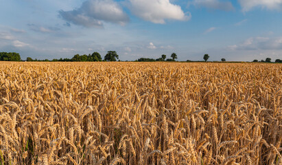 Agricultural landscape with a field covered with golden wheat during a cloudy day