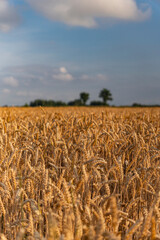 Agricultural landscape with a field covered with golden wheat during a cloudy day