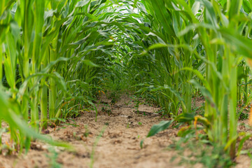 A fragment of a field with visible rows in which corn was planted