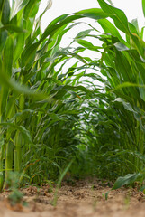 A fragment of a field with visible rows in which corn was planted