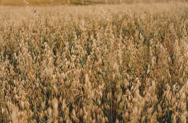 Oat field during summer just before harvesting
