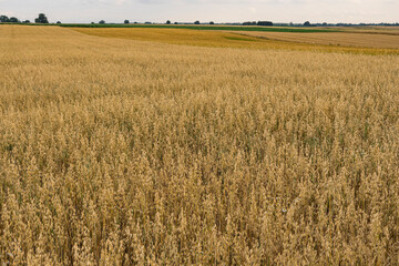 Oat field during summer just before harvesting