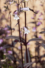 Foxglove penstemon, flowers