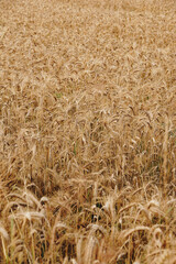 Rye field during summer just before harvest