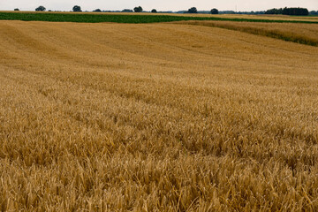 Rye field during summer just before harvest