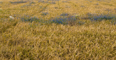 Centaurea cyanus growing in the rye field during summer season