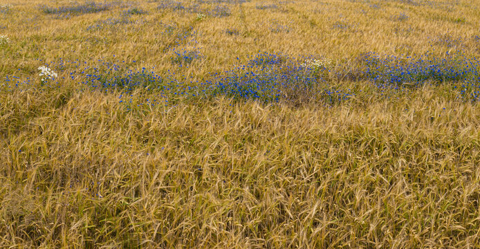Centaurea cyanus growing in the rye field during summer season