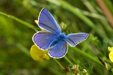 butterfly on flower
