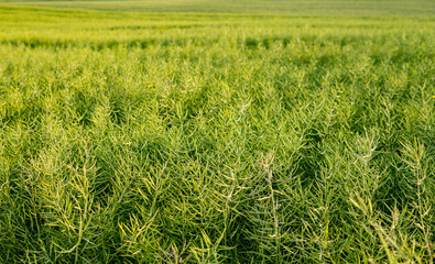landscape with green rapeseed growing in the field